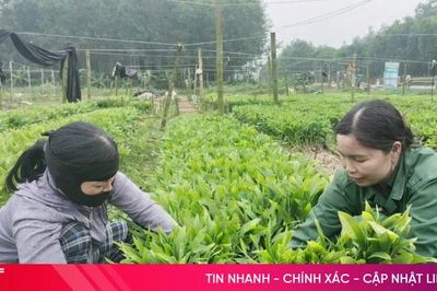 Giá cây giống keo, tràm cao chưa từng có!