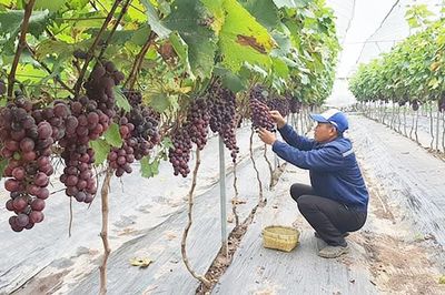 Định hình nền nông nghiệp đô thị xanh