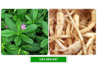 Người đàn ông 61 tuổi ngộ độc do nhầm lẫn củ sâm đất với thương lục