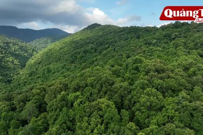 Chung tay phục hồi rừng đầu nguồn sông Gianh