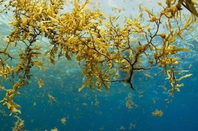 Rong Sargassum tràn bờ biển Mexico, du lịch chịu áp lực lớn