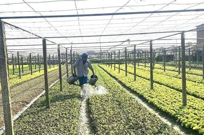 Các HTX duy trì nhịp độ sản xuất từ những ngày đầu năm