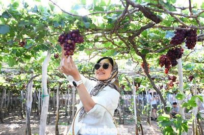 Mê tít những vườn nho trĩu quả chạy dài tít tắp ở Khánh Hòa