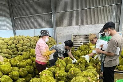 Lâm Đồng kiểm soát chặt dư lượng hóa chất trong nông sản xuất khẩu