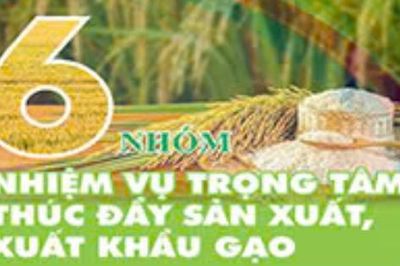 6 nhóm nhiệm vụ trọng tâm thúc đẩy sản xuất, xuất khẩu gạo