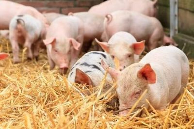 Thí điểm niêm yết và giao dịch thịt lợn trên Sở Giao dịch hàng hóa Việt Nam