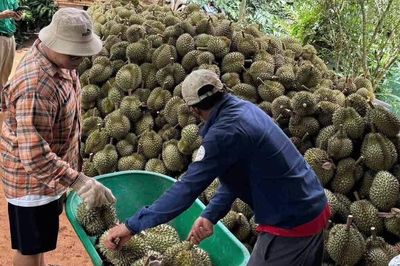 Đắk Lắk quản chặt mua bán sầu riêng: Dẹp nạn 'bẻ kèo', nâng tầm trái cây tỷ USD