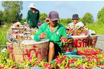 Chủ động thích ứng quy định mới của châu Âu đối với thanh long xuất khẩu