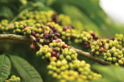 Giá nông sản hôm nay (30/3): Giá tiêu neo cao, cà phê ổn định trở lại