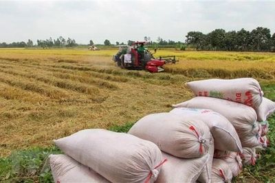 Các giải pháp cho an ninh lương thực của Đông Nam Á