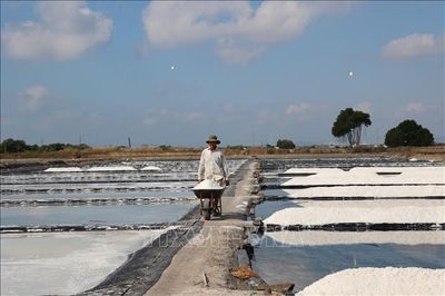 Nâng tầm giá trị hạt muối, gỡ khó cho diêm dân