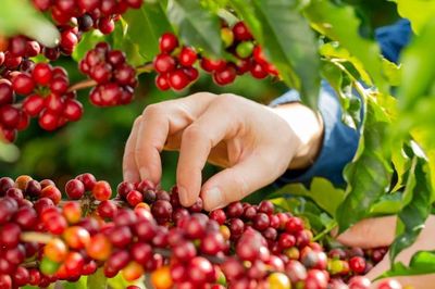 Giá nông sản hôm nay (3/4): Giá cà phê tăng, hồ tiêu neo ở mức cao