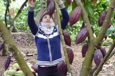 Đẩy mạnh chế biến sâu để nâng tầm giá trị ca cao Việt Nam