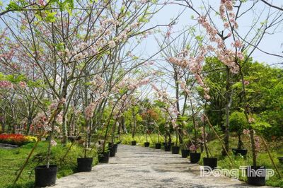 Muồng hoa đào khoe sắc - điểm hẹn tháng 4