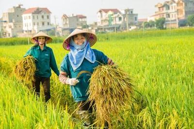 Cân đối đa mục tiêu đối với ngành lúa gạo