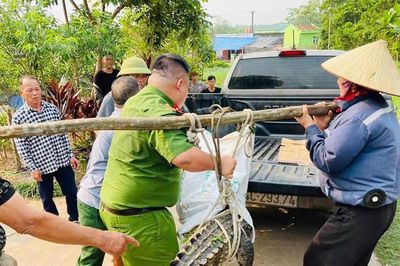 Cá sấu lớn bất ngờ xuất hiện trong khu dân cư ở Quảng Ninh