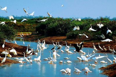 Khai mở giá trị Ramsar Xuân Thủy trong phát triển du lịch bền vững