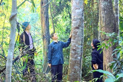 Người Thái giữ rừng bằng hương ước truyền đời