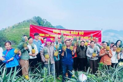Hội thảo khoa học và hội nghị tham quan đầu bờ về giống dứa mới tại xã Bản Lầu