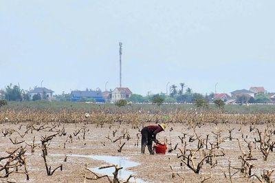 'Bức tường xanh' ở Hà Tĩnh chết khô