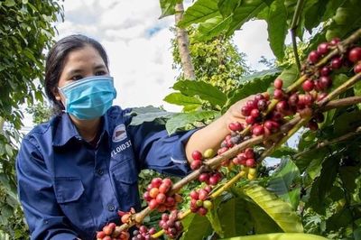 Giá nông sản hôm nay (17/4): Giá cà phê, hồ tiêu đồng loạt tăng
