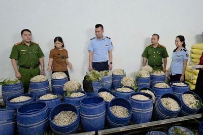 Quảng Ninh: Bắt chủ 2 cơ sở bán 160 tấn giá đỗ ngâm chất tăng trưởng