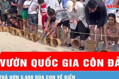 Vườn Quốc gia Côn Đảo thả hơn 5.600 rùa con về biển