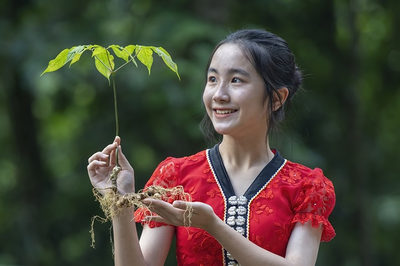 Vì sao sâm Lai Châu được coi là dược liệu quý?