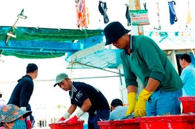 Cảng cá Đại An vào vụ, nhịp biển rộn ràng ngày trở gió
