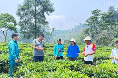 Lùng Húi thoát nghèo từ chuyển đổi cây trồng
