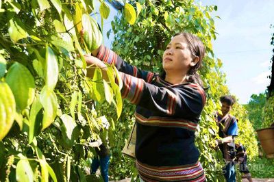 Gia Lai: Hồ tiêu 'chuyển mình' để giữ thị trường xuất khẩu