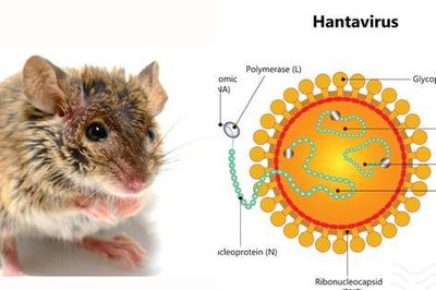 Virus Hanta - Những lưu ý quan trọng từ các ca bệnh năm 2026