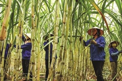 Thị trường carbon mở ra, ngành mía đường vẫn vướng bài toán chi phí