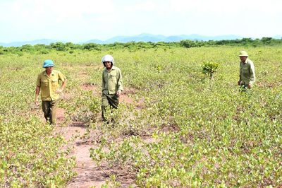 Những cựu binh giữ rừng ngập mặn nơi cửa biển Quảng Ninh