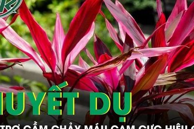 Huyết dụ - vị thuốc dân gian hỗ trợ chảy máu cam cực hiệu quả nếu dùng đúng cách