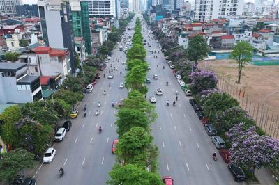 [Ảnh] Hà Nội: Hoa bằng lăng phủ tím phố phường