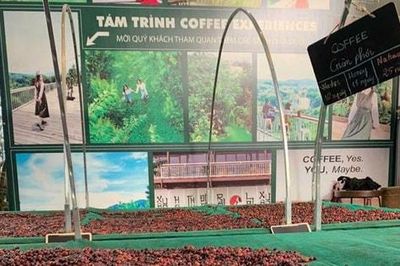 Xuất khẩu cà phê Việt Nam: Tăng trưởng thiếu bền vững, áp lực tái cấu trúc