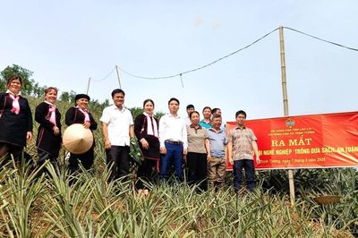 Trịnh Tường: Ra mắt mô hình 'Trồng dứa sạch, an toàn' tại thôn Bản Trang