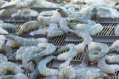 Kinh tế Cà Mau tăng tốc, tạo đà bứt phá quý II