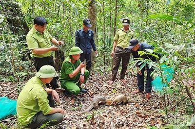 Gia Lai: Thả 8 cá thể động vật hoang dã nguy cấp về rừng tự nhiên