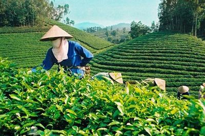 Đề xuất quy định mới về tổ hợp tác