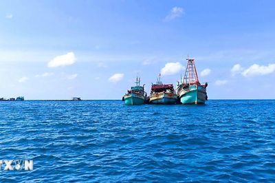 Làm sạch dữ liệu tàu cá, Cà Mau tăng tốc gỡ 'thẻ vàng' IUU