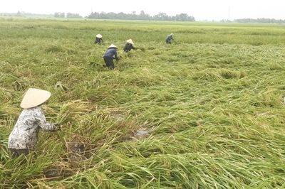 Dông lốc làm gần 306 ha lúa vụ xuân bị gãy, đổ