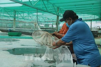 Nâng tầm kinh tế tập thể TP. Hồ Chí Minh