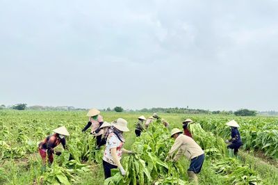 Nông dân Hải phòng rộn ràng mùa thuốc lào