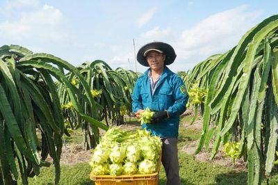 Thanh long Lâm Đồng trước 'cuộc sát hạch' khốc liệt của thị trường toàn cầu