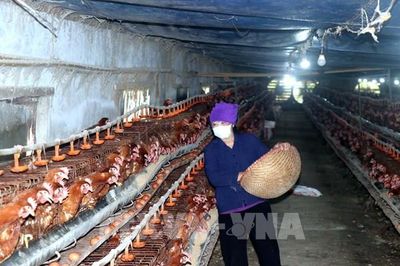 Ngành chăn nuôi chủ động ứng phó trước nguy cơ nắng nóng cho đàn vật nuôi