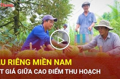Sầu riêng miền Nam rớt giá giữa cao điểm thu hoạch