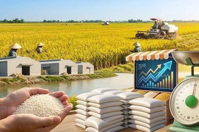 Giá lúa gạo hôm nay 15/5: Lúa tươi tăng nhẹ, gạo thơm Việt giữ giá cao