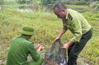 Quảng Ninh xử lý nghiêm hành vi săn bắt chim hoang dã trái phép